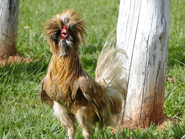 rooster-21150_640