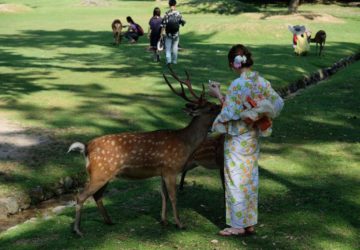 Nara – japońska przygoda z jelonkami